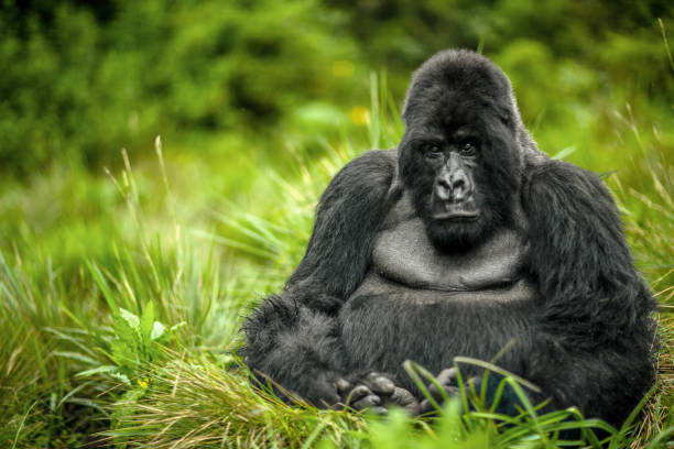 Rwanda Safari